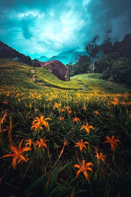 NATURE